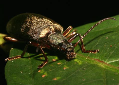 types of beetles in the philippines|Philippines Philately Beetles.